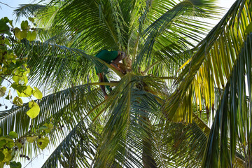 Obraz premium Palme alle Maldive