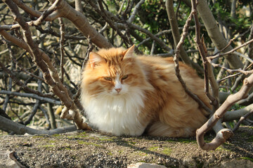 A fluffy yellow/orange tabby stray cat is sunbathing on the wall.