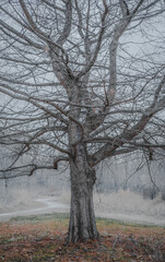 View of bare cypress  tree on foggy winter day in Midwest; woods in background