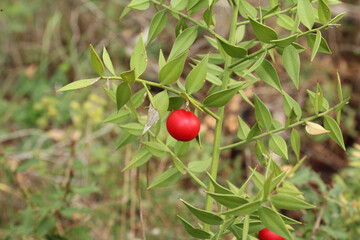 Ruscus aculeatus known as butcher's broom.