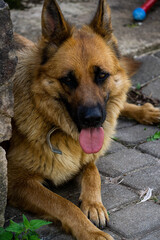 A young German shepherd dog is resting on the sidewalk.