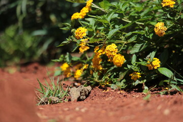 Flores
