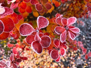 leaves © Joanna