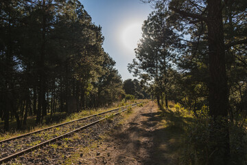 Autumn / winter landscape in the forest, beautiful sunset with golden light, which enters through the branches of the trees and creates an atmosphere of soft and warm light. 2