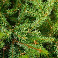 green branches of a Christmas tree in dewdrops on needles. texture of green young spruce branches with water drops