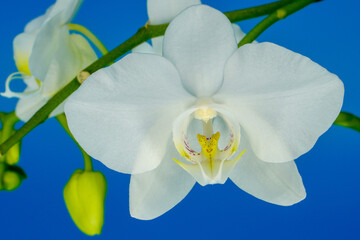 White orchid isolated on blue background