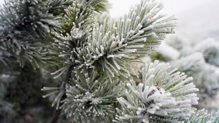 Close-up of pale blue spruce in winter forest, winter forest concept