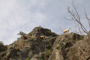 White and brown goats on the cliffs.