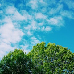 Green tree with blue sky