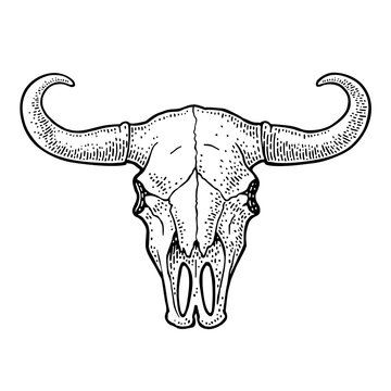 Bull skull with horns. Vintage black vector engraving illustration