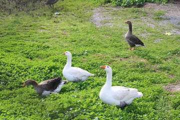 Four geese on the grasse. White goose.Gray goose.