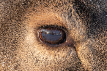 Close up shot of a mule deers deer eye. Reflection in eyes, detailed fur and coat with face. 