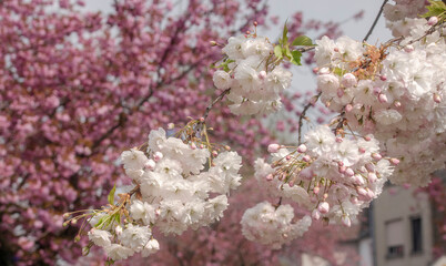Weiße Kirschblüten am Baum 