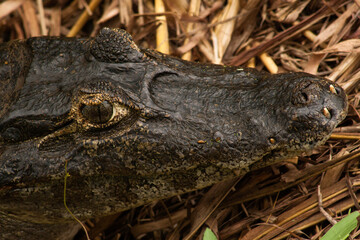 alligator in the everglades