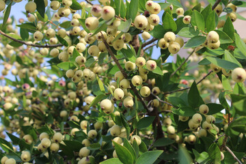 Vaccinium myrtillus, european blueberry, white blueberry.