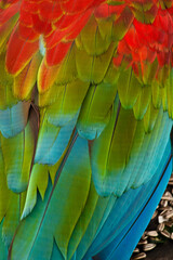 Obraz premium color macaw feathers