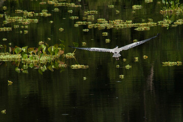heron in a pond