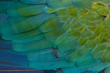 Obraz premium blue and yellow macaw feathers