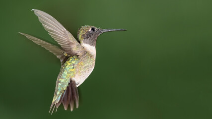 Ruby Throated Hummingbird Hovering in the Green Forest