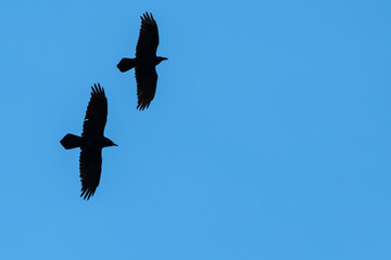 Two Common Ravens Flying in a Blue Sky