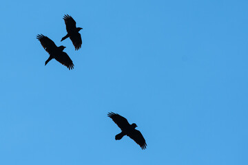 Three Common Ravens Flying in a Blue Sky