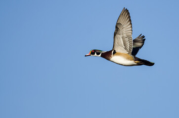 Wood Duck Flying in a Blue Sky