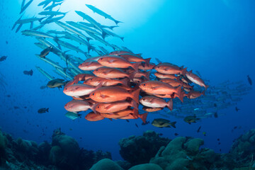 Schooling pinjalo snapper and baracuda swiming above coral reef