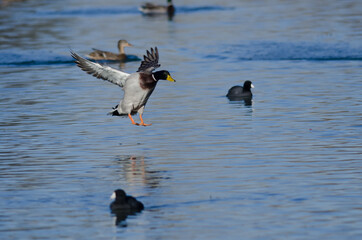 Mallard Duck Coming in for a Landing on the Water