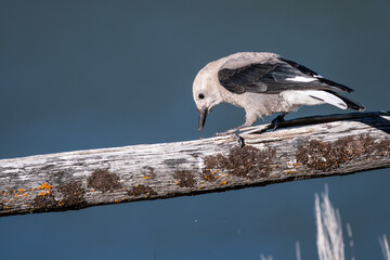 Clark's Nutcracker Perched on a Weathered Wooden Fence