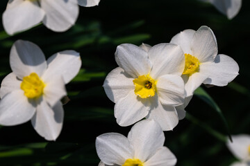 Naklejka na ściany i meble Snow-white flowers blooming daffodils in spring time