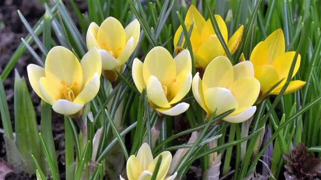 Gardening: close-up, detailed view of yellow Crocus flowers.