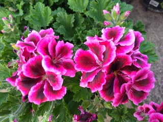 pink and purple flowers