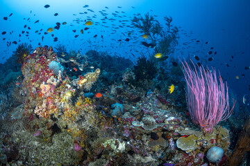 Fototapeta na wymiar Fish swimming above coral reef in Papua New Guinea
