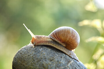  snail crawling on the stone