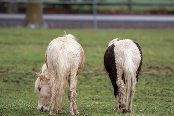 Horse Buts in the Rain, Muddy Horse Butts