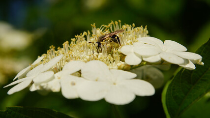 Pszczoła na kwiatku © FotoArt MP