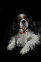 Portrait of a funny dog breed Cavalier King Charles Spaniel in a room lying on a black background