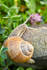  snail crawling on the stone