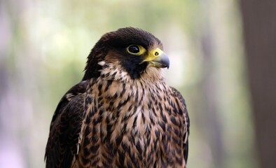 Close up of Peregrine falcon with the visible tubercles, or nostril adaptations, that allow it to fly at high speed.  