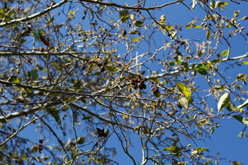Open spreading habit of White Alder, Alnus Rhombifolia, Betulaceae, native monoecious perennial...