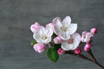 Fototapeta na wymiar Branche pink fragile apple blossom on gray background.