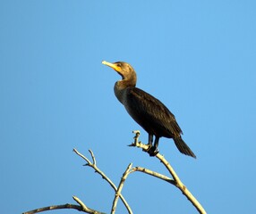 Cormorant perched atop a tree branch on a warm summer evening.  
