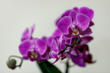 Fototapeta na wymiar Closeup of bright pink orchid. Light background.