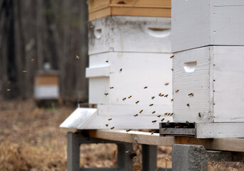 Honey bees doing orientation flights out side of an active hive in an apiary located in central North Carolina.  