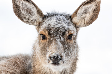 Adorable mule deer looking directly at the camera with snow covered face and large, huge ears. Taken in winter season with white background. 