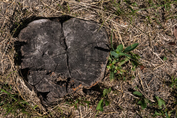 Top view of dark brown stump among dry yellow grass
