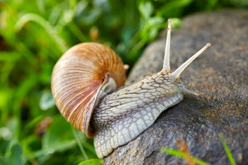  snail crawling on the stone