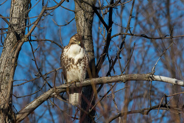 red-tailed hawk (Buteo jamaicensis) in winter