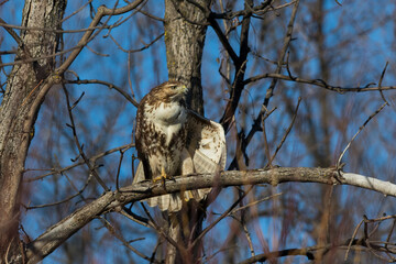 red-tailed hawk (Buteo jamaicensis) in winter