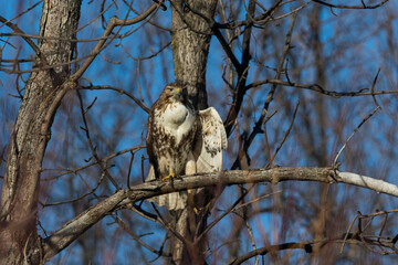 red-tailed hawk (Buteo jamaicensis) in winter